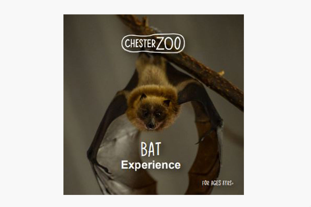 Fruit Bat Experience Gift Box Chester Zoo Enterprises Ltd