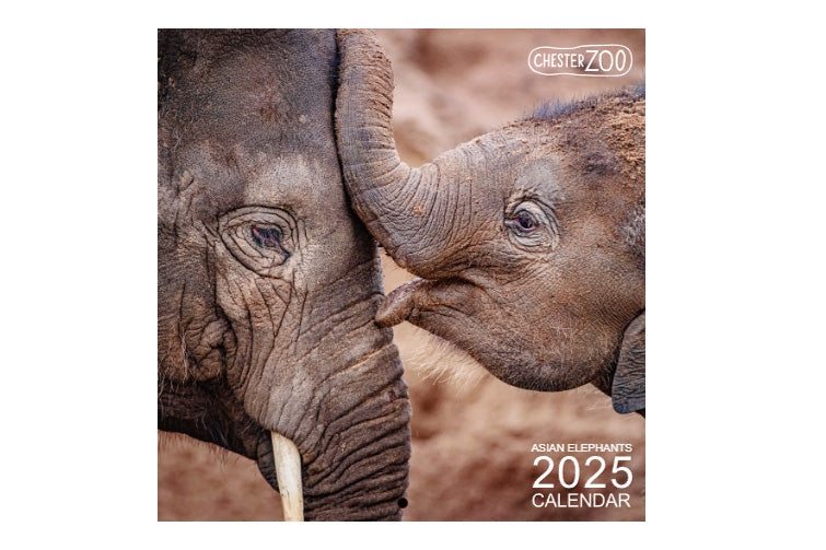 Chester Zoo Elephants Calendar 2025 Chester Zoo Enterprises Ltd