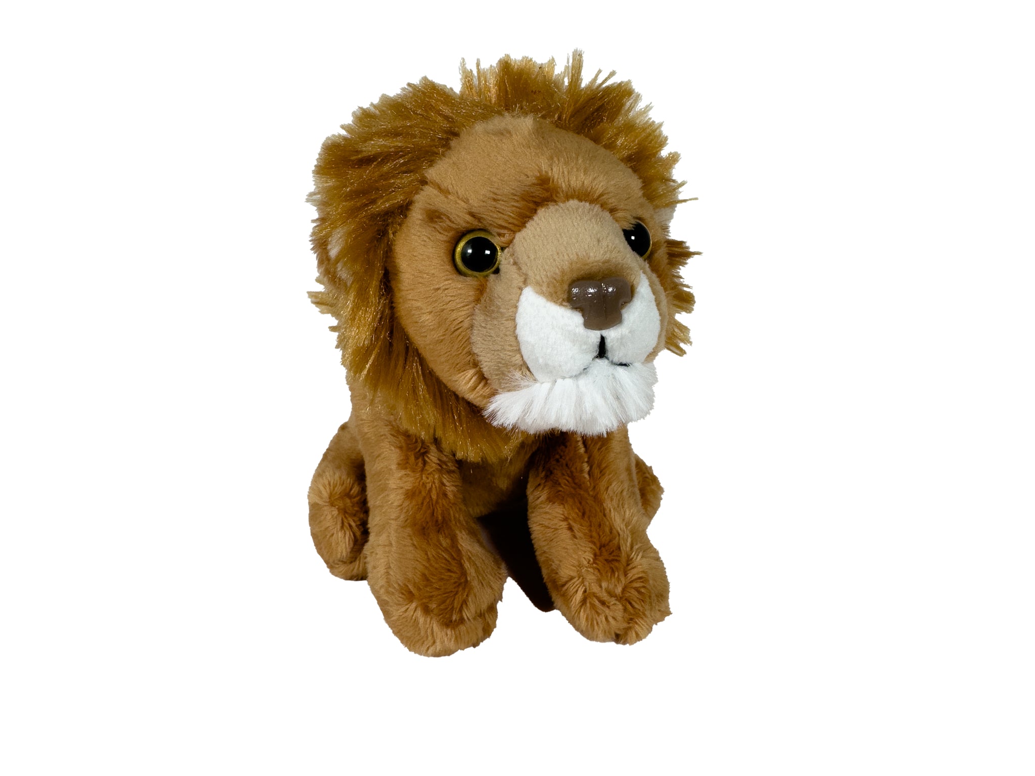 ASIATIC LIONS – Chester Zoo Enterprises Ltd